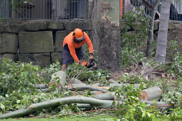 How Our Tree Care Process Works  in Maple Valley, WA